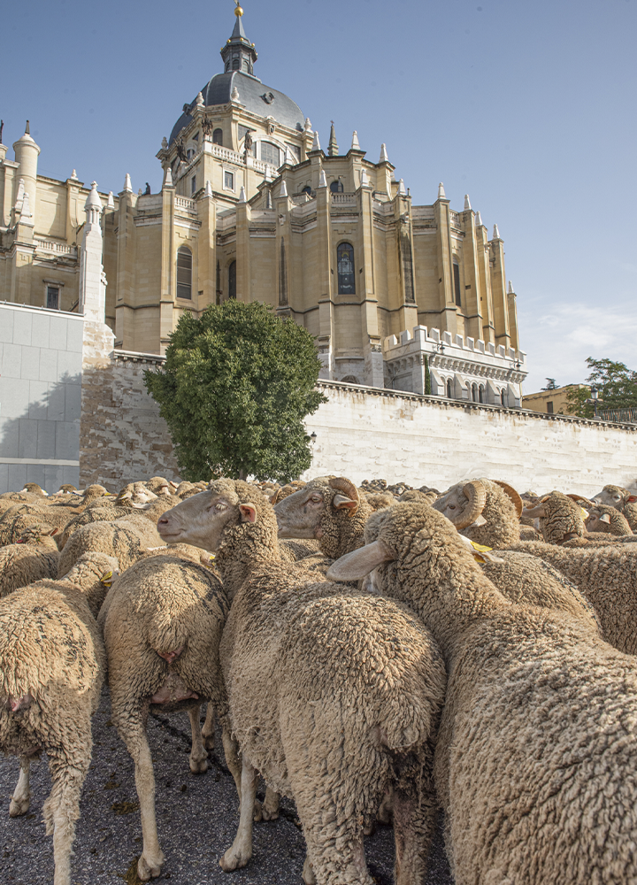 Rebaño de ovejas agrupadas en primer plano frente a una gran catedral de piedra de estilo monumental. El contraste entre la arquitectura histórica y los animales domina la composición.