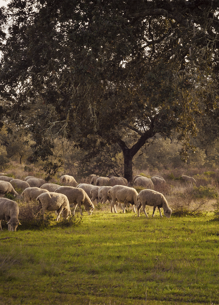 Rebaño de ovejas pastando en una pradera verde bajo la sombra de una gran encina. La escena transcurre en una dehesa con vegetación dispersa y luz cálida, donde los animales se distribuyen por el campo entre árboles y zonas de matorral.