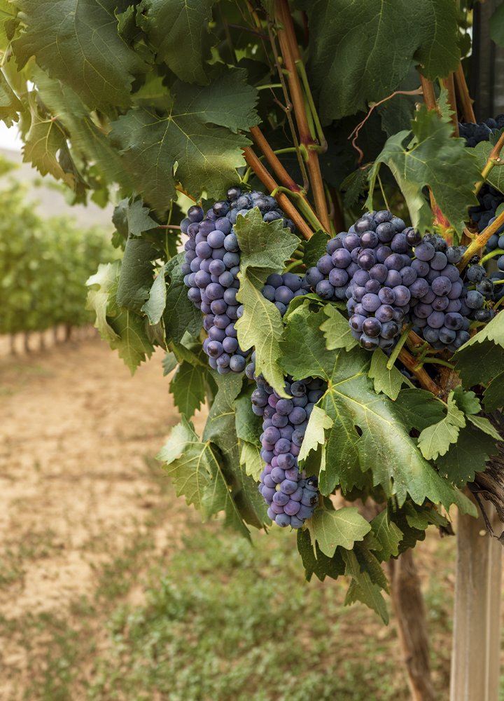 Primer plano de varios racimos de uvas oscuras colgando de una vid entre abundantes hojas verdes. Las uvas aparecen agrupadas en diferentes tamaños y están iluminadas por luz natural. Al fondo, desenfocado, se distinguen las filas de un viñedo y un camino de tierra, aportando profundidad a la escena agrícola.