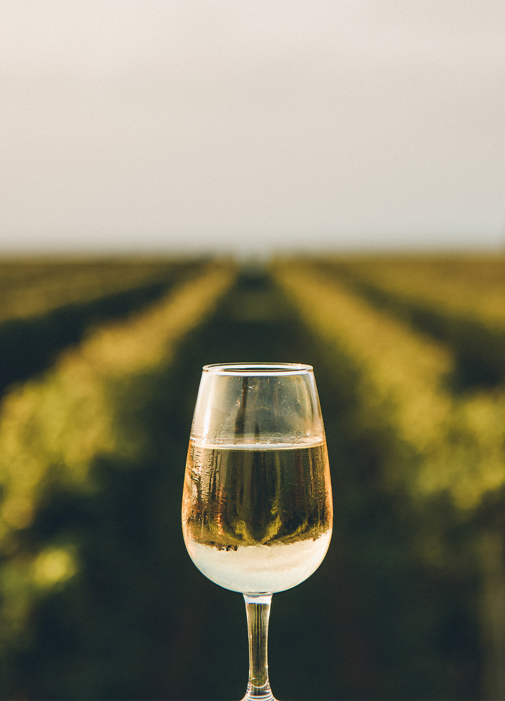 Copa de vino blanco en primer plano con gotas de condensación sobre el cristal, situada frente a filas de viñedos desenfocadas que se extienden hacia el horizonte. La luz cálida realza los tonos dorados de la bebida y las plantaciones, creando una composición centrada con profundidad y ambiente de enoturismo al aire libre.