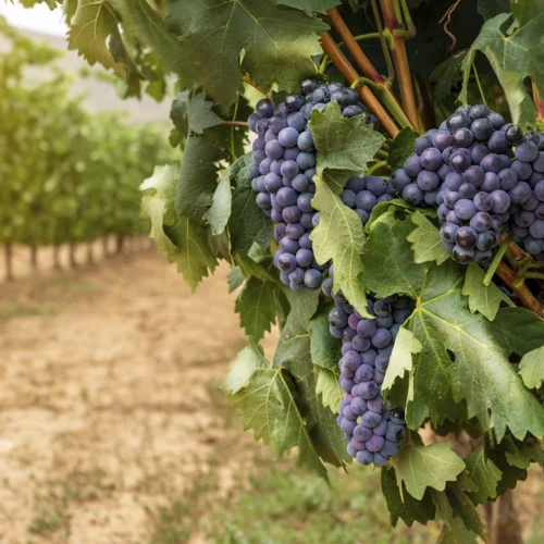 Primer plano de varios racimos de uvas oscuras colgando de una vid entre abundantes hojas verdes. Las uvas aparecen agrupadas en diferentes tamaños y están iluminadas por luz natural. Al fondo, desenfocado, se distinguen las filas de un viñedo y un camino de tierra, aportando profundidad a la escena agrícola.
