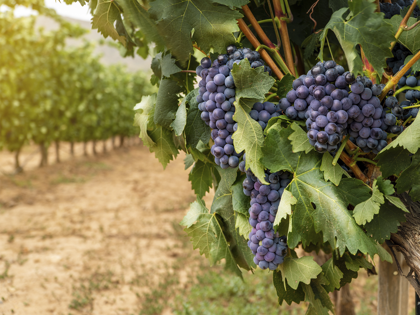 Primer plano de varios racimos de uvas oscuras colgando de una vid entre abundantes hojas verdes. Las uvas aparecen agrupadas en diferentes tamaños y están iluminadas por luz natural. Al fondo, desenfocado, se distinguen las filas de un viñedo y un camino de tierra, aportando profundidad a la escena agrícola.