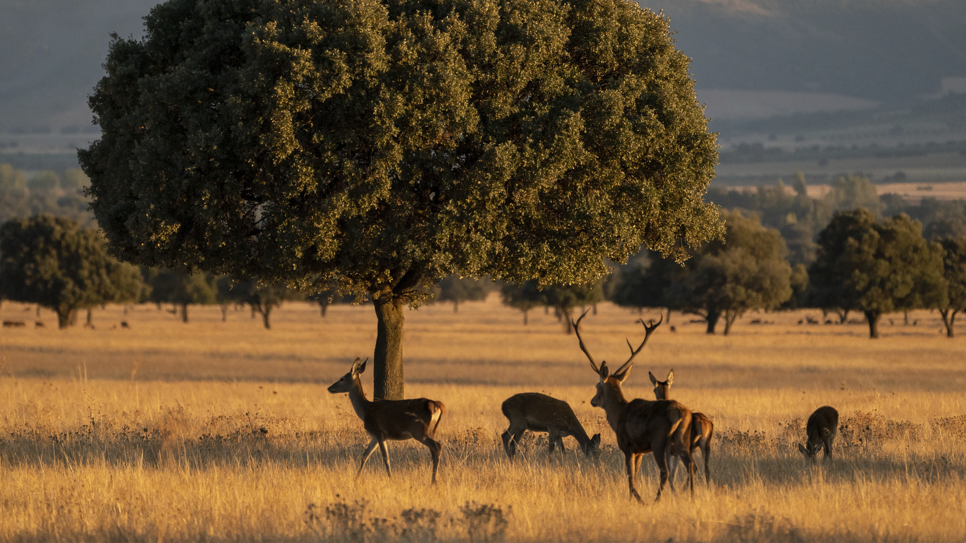 Grupo de ciervos en una dehesa iluminada por la luz dorada del atardecer. Los animales se encuentran alrededor de una gran encina situada en el centro de la escena, entre amplias praderas de tonos ocres y árboles dispersos. Al fondo se aprecia un paisaje natural suavemente desenfocado que aporta profundidad al entorno.