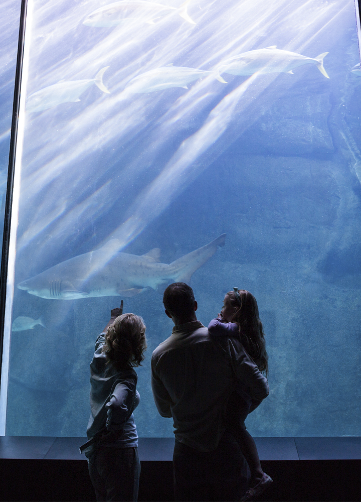Dos personas adultas y una menor observan un gran tanque de acuario mientras un tiburón y varios peces nadan tras el cristal iluminado por haces de luz azul.