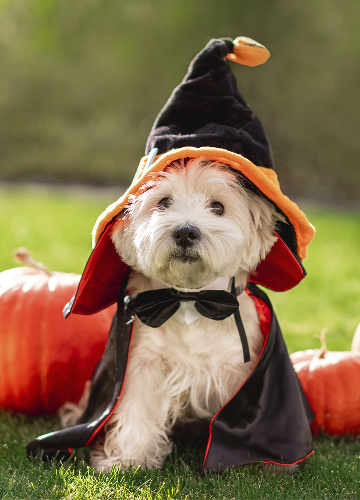 Perro pequeño de pelaje blanco disfrazado de Halloween con capa negra, lazo negro y sombrero de bruja con detalles naranjas. El animal está sentado sobre el césped entre varias calabazas decorativas de color naranja, con un fondo desenfocado de tonos verdes que resalta la escena festiva otoñal.