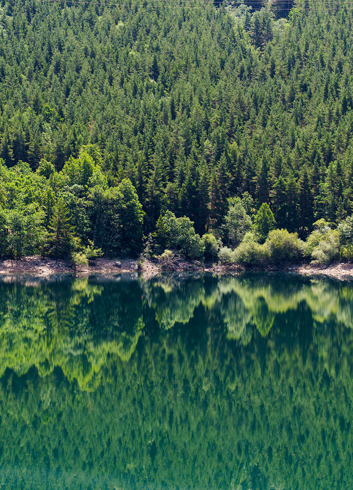 Bosque de coníferas junto a un lago de aguas tranquilas que reflejan la vegetación de la orilla, creando un efecto espejo en tonos verdes.
