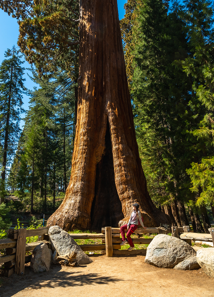 Persona sentada sobre una valla de madera junto a la base de una secuoya gigante en un bosque. El enorme tronco, con una abertura en su parte inferior, destaca entre los árboles y rocas del entorno natural.