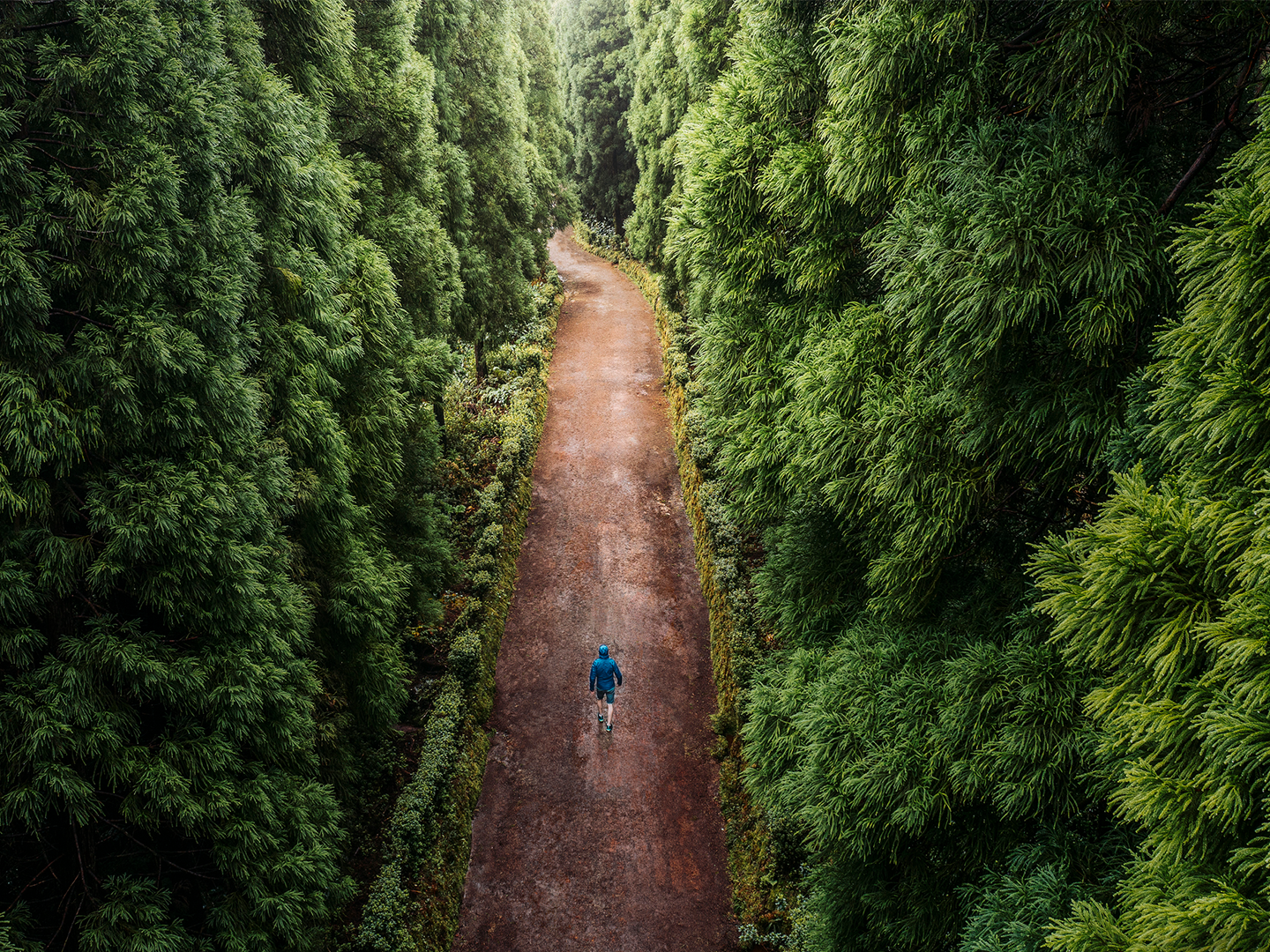 Persona caminando por un sendero de tierra rodeado por una densa arboleda de gran altura. La vista aérea resalta el contraste entre el camino y la vegetación verde que lo envuelve.